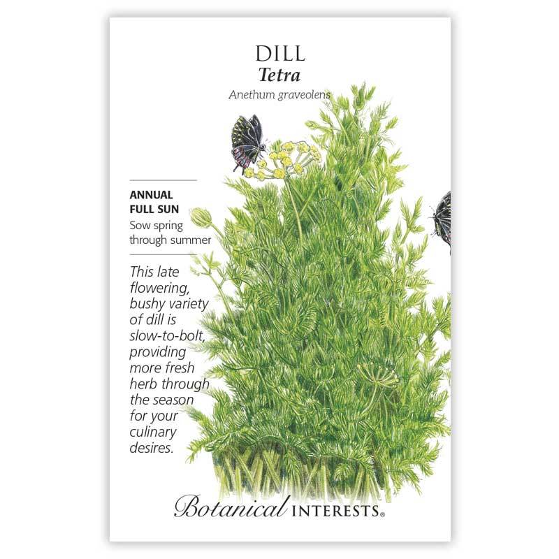 Dill Tetra