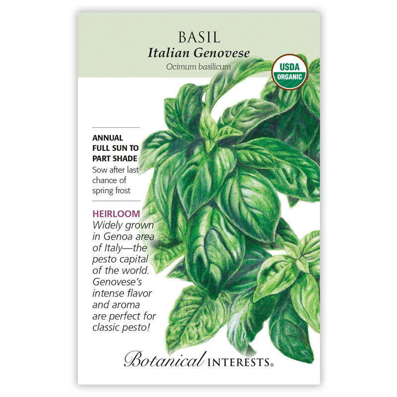 Basil Italian Genovese Organic