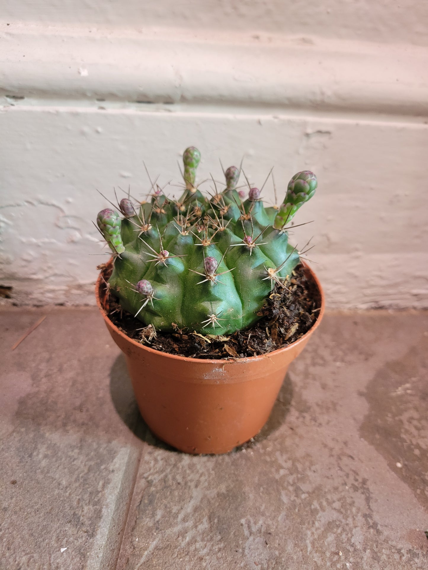 Gymnocalycium Pflanzii Cactus
