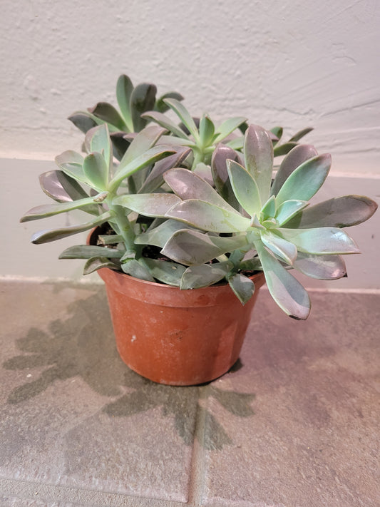 Succulent Varieties 6"