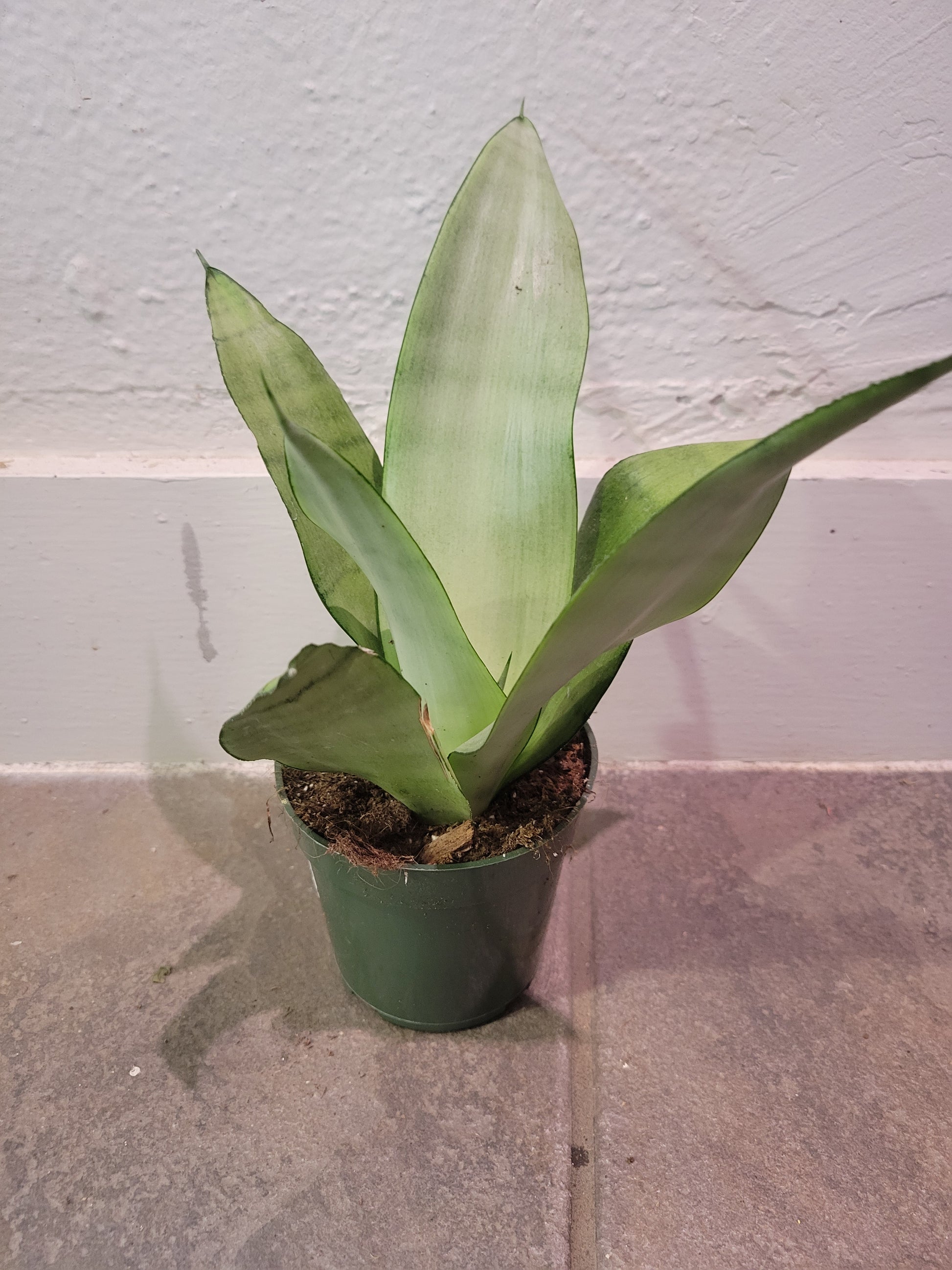 buy sansevieria moonshine Sansevieria Moonshine – Chlorophyll