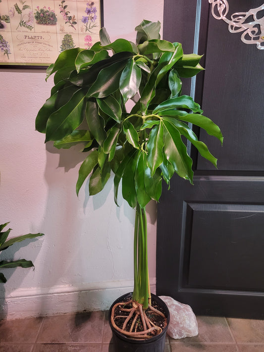 Philodendron Goeldii