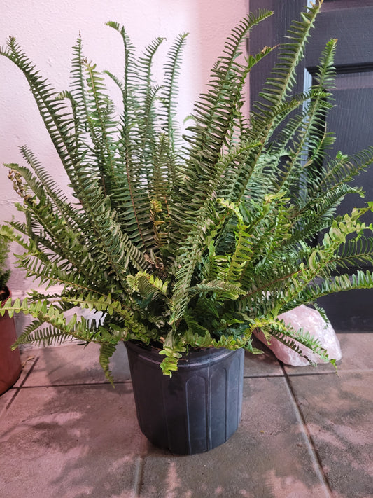 Kimberley Queen Fern