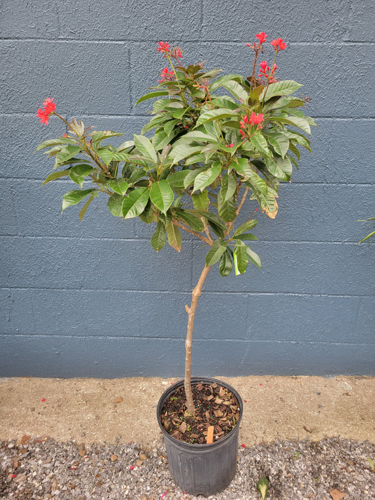 Jatropha Nettlespurges