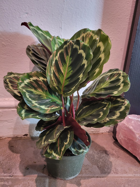 Calathea Medallion