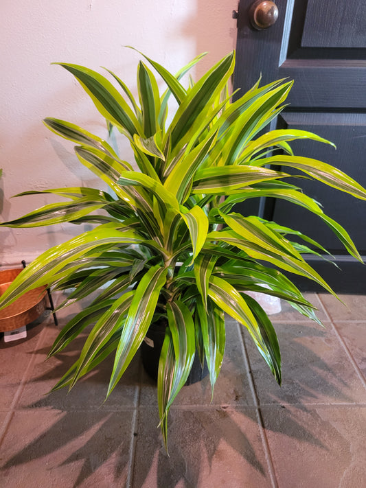 Dracaena Lemon Lime