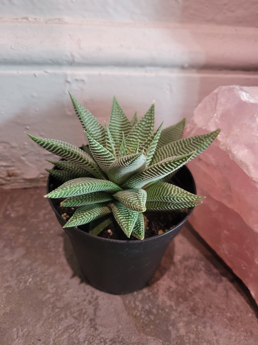 Haworthia Limifolia Succulent