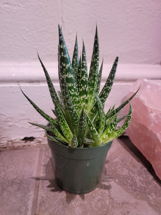 Gasteraloe