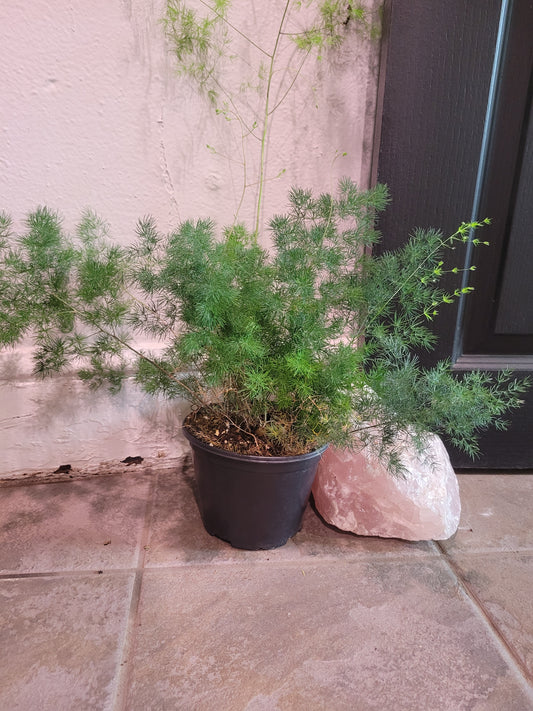 Asparagus Ming Fern