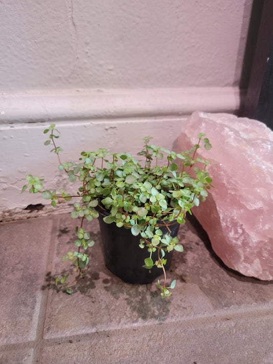 Pilea Glauca