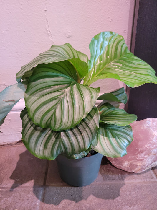 Calathea Orbifolia