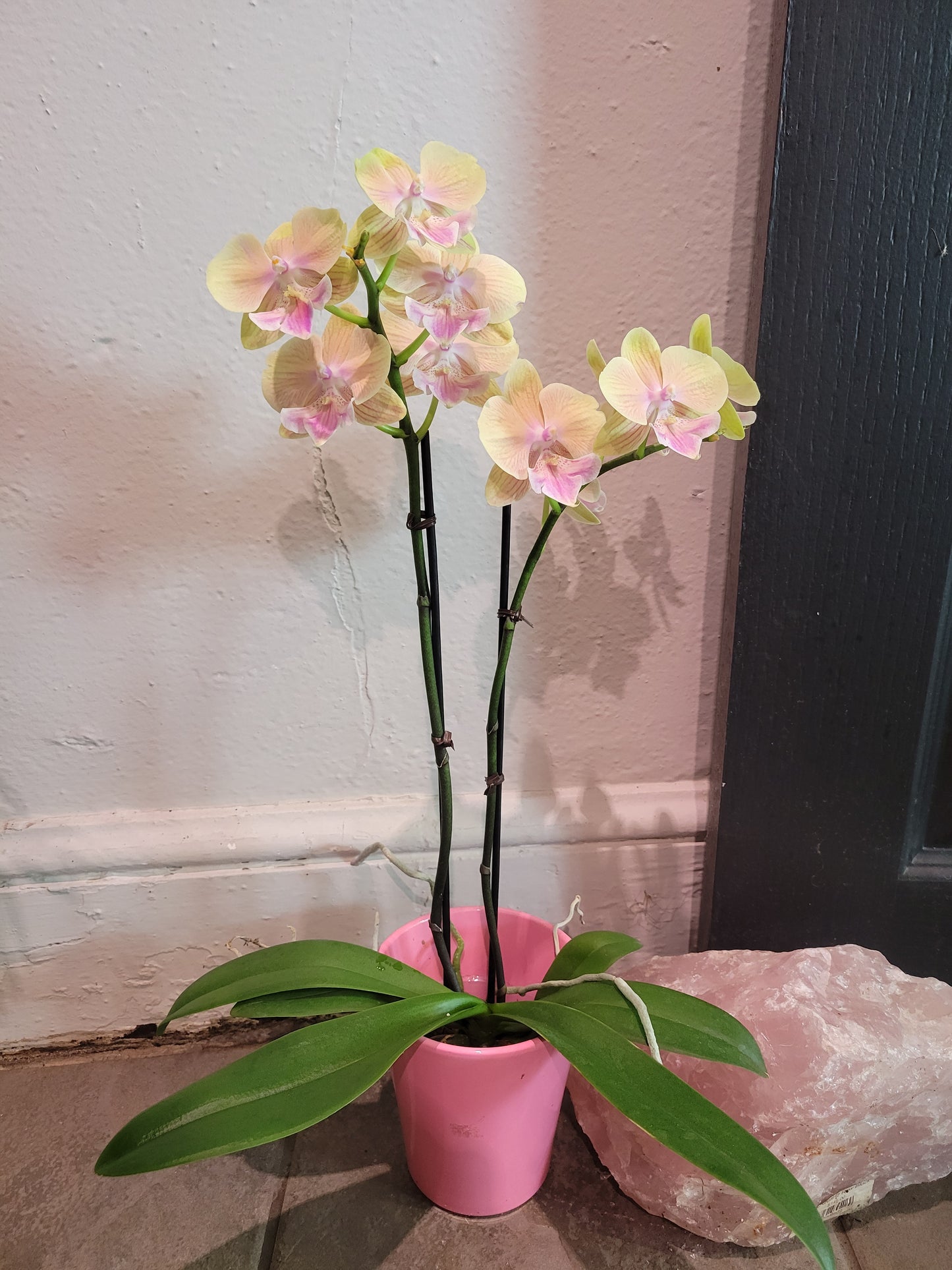 Phalla Orchid