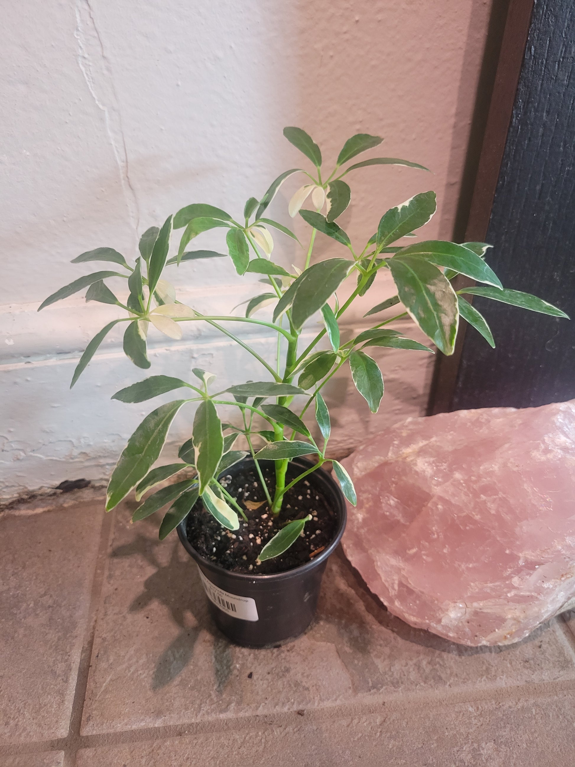 schefflera arboricola moondrop Schefflera Arboricola Moondrop – Chlorophyll