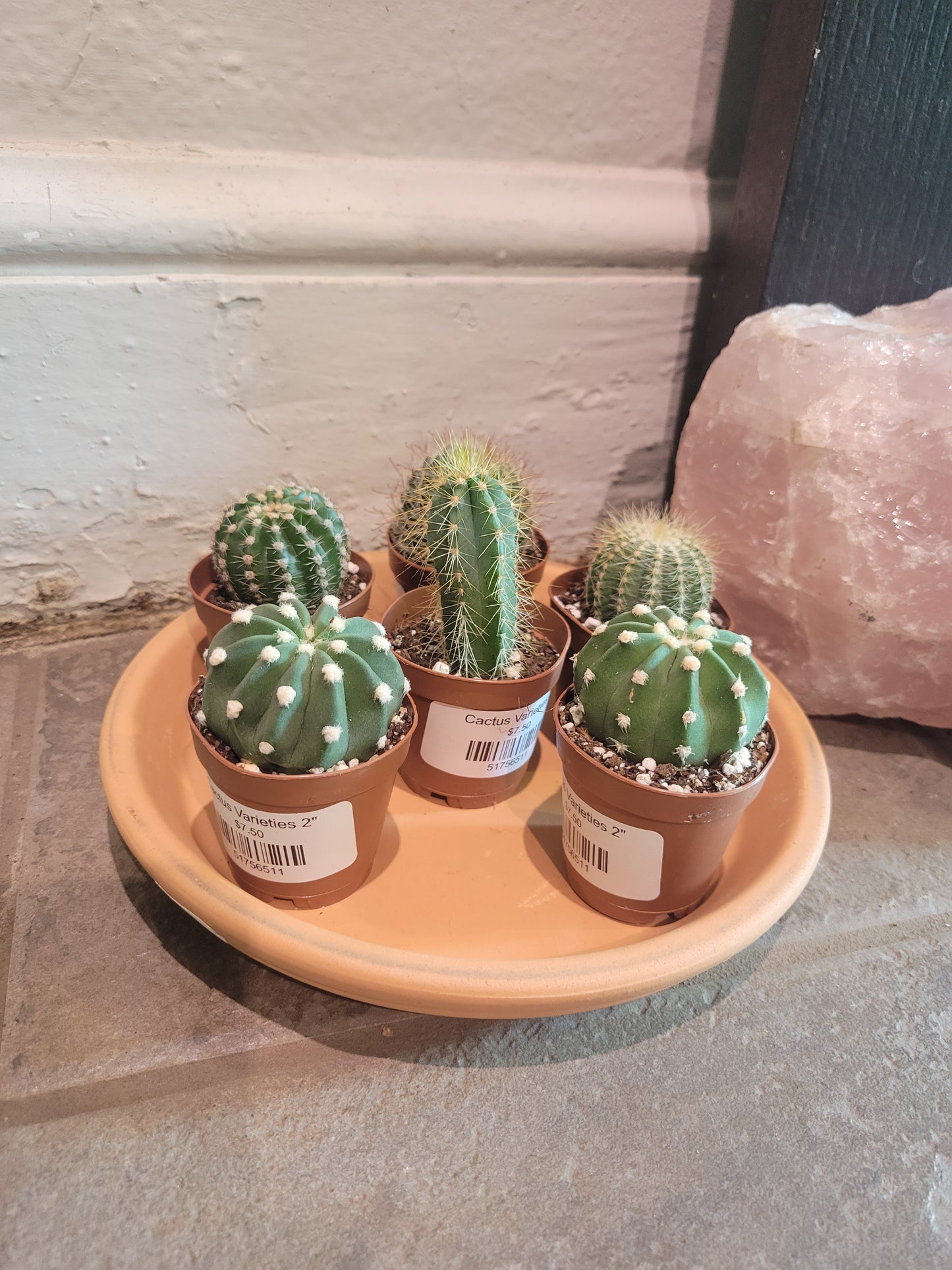 Cactus Varieties 2"
