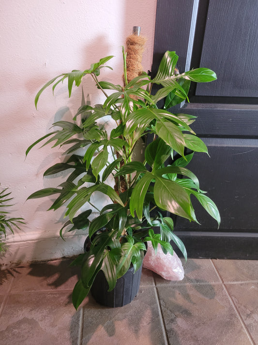 Philodendron Florida Green