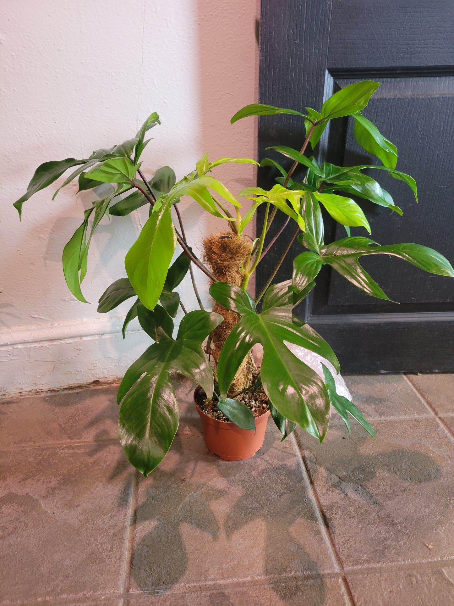 Philodendron Florida Green