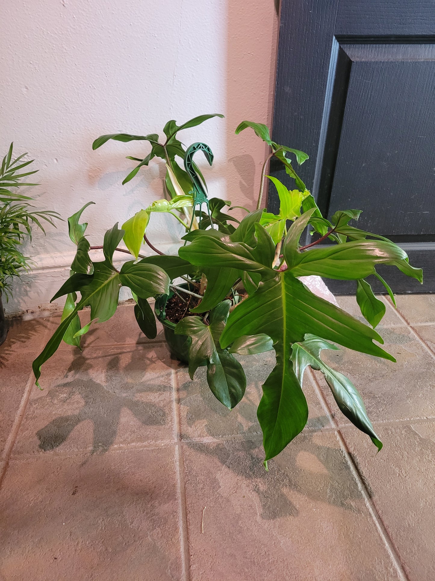 Philodendron Florida Green