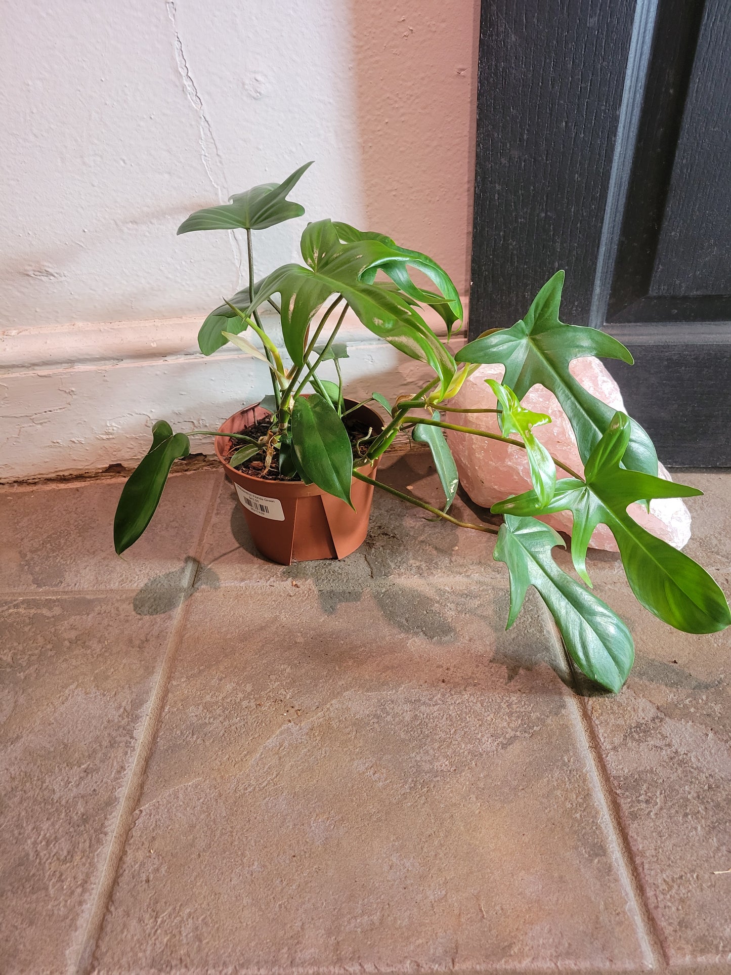 Philodendron Florida Green