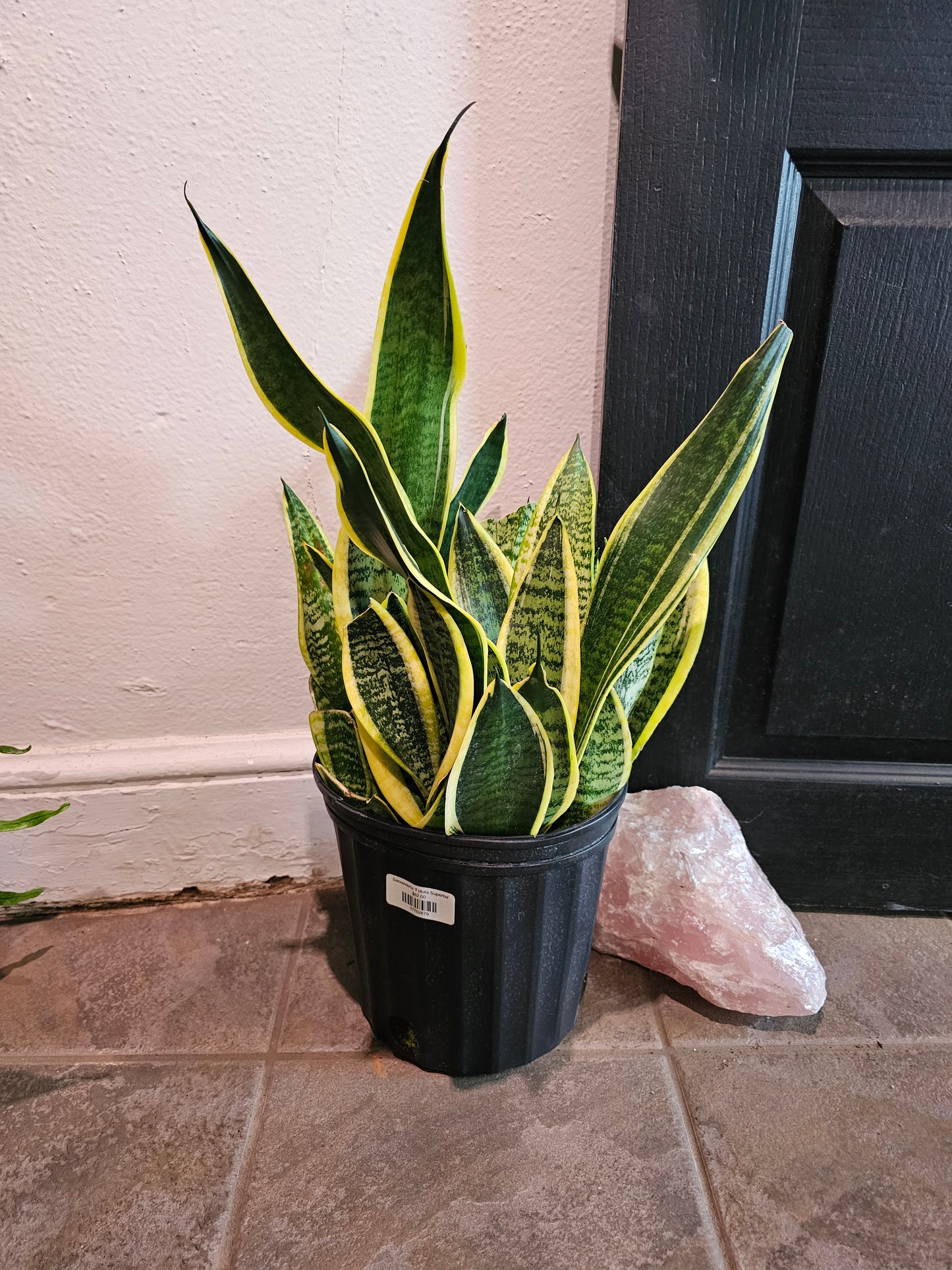 Sansevieria ‘Futura Superba'