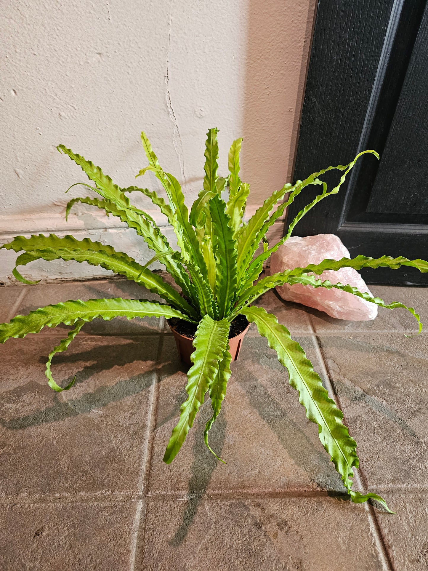 Victoria Bird Nest Fern