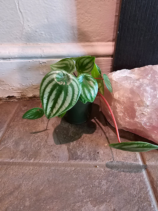 Peperomia Argyreia 'Watermelon'