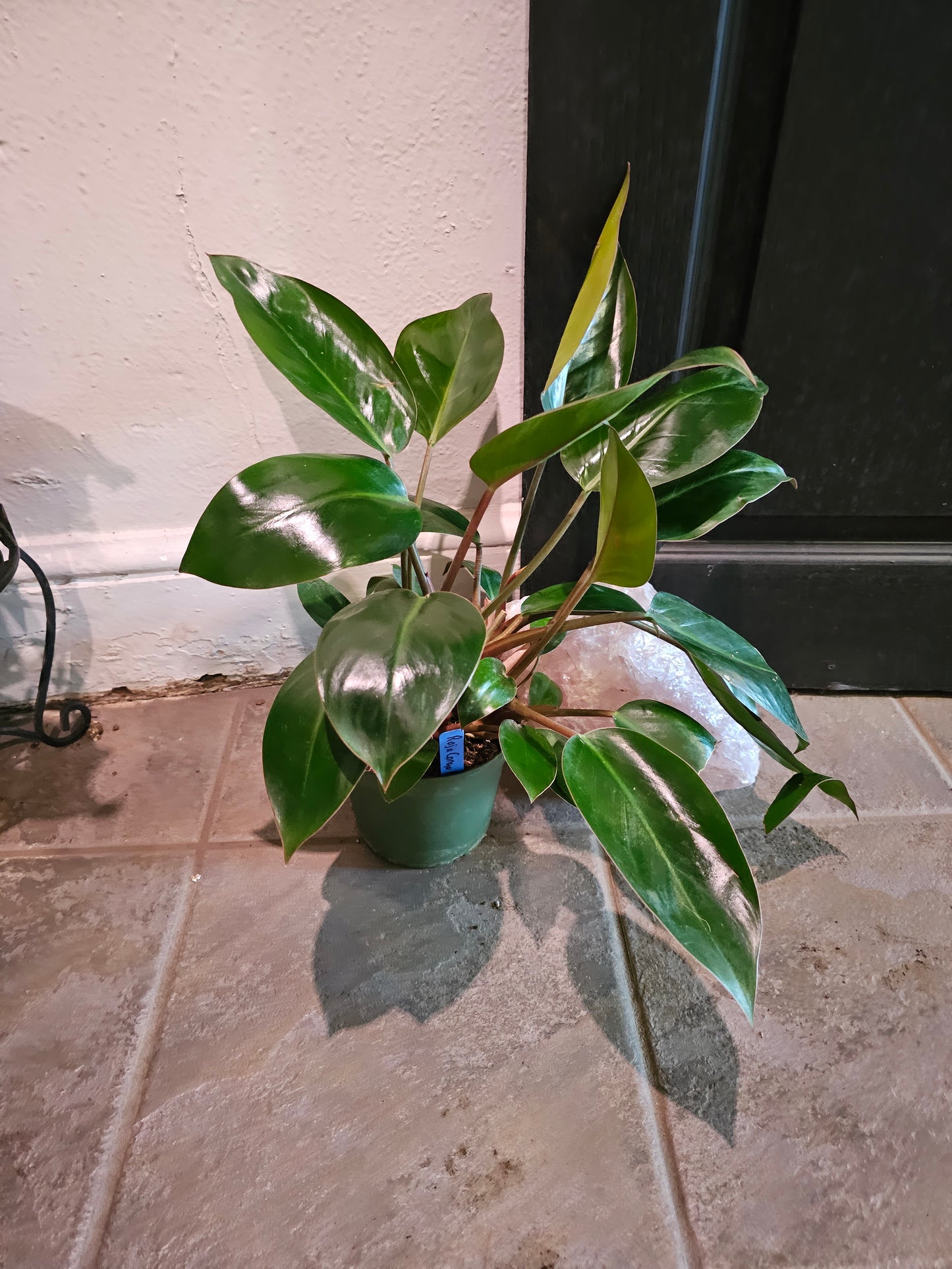 Philodendron "Rojo Congo"