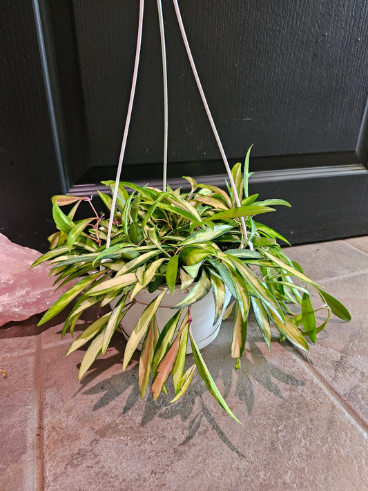 Hoya Wayetii Variegated