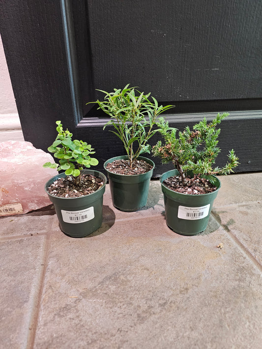 Pre Bonsai Varieties