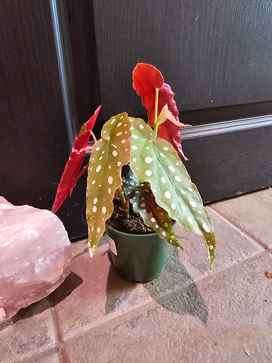 Begonia Maculata