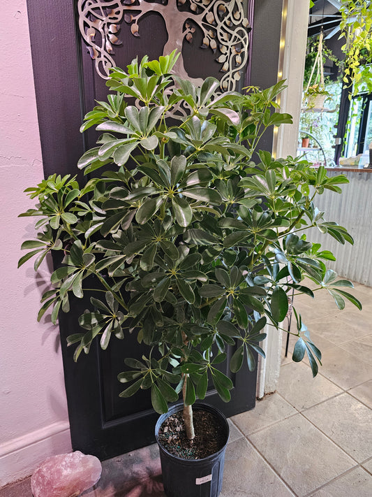 Schefflera Standard