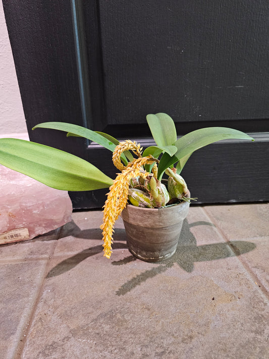 Bulbophyllum Lilacinum Orange