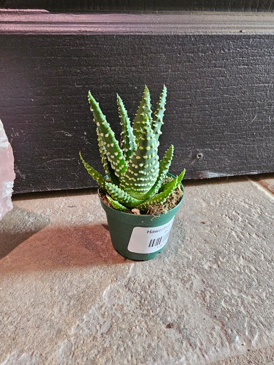 Haworthia Fasciated