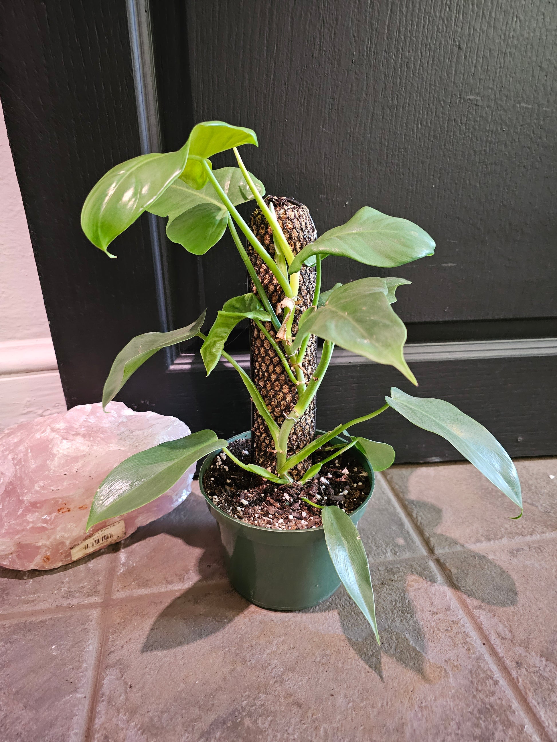philodendron bipennifolium panda plant Philodendron Panda – Chlorophyll