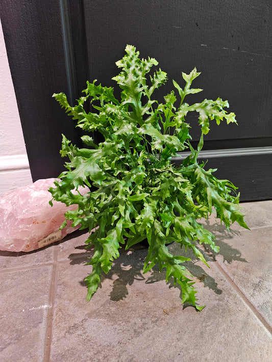 Phymatosorus Fern 'Hawaiian Sunshine'