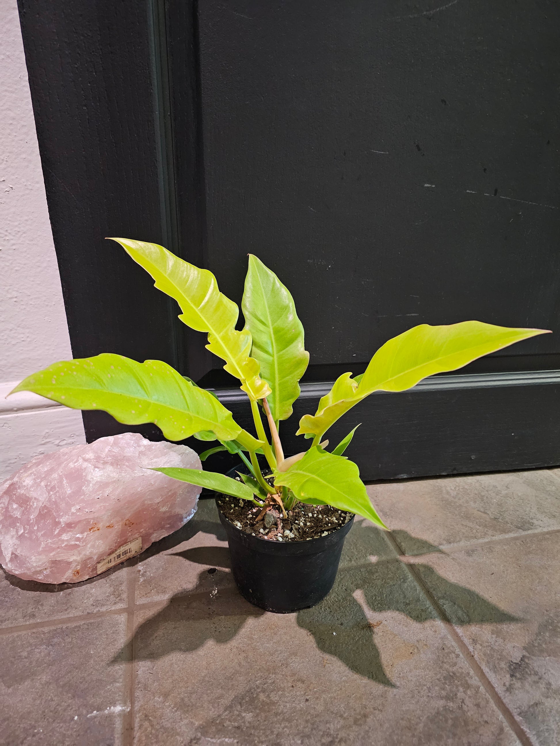philodendron crocodile golden Philodendron 'Golden Crocodile' – Chlorophyll