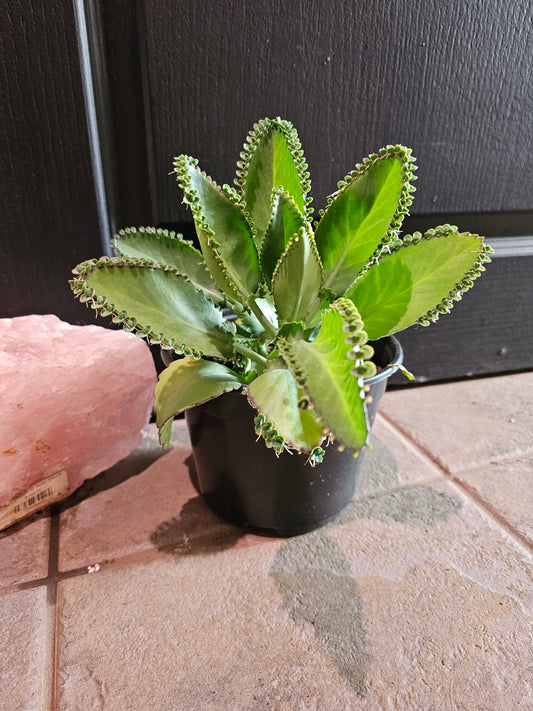 Kalanchoe Daigremontiana 'Mother Of Thousands'