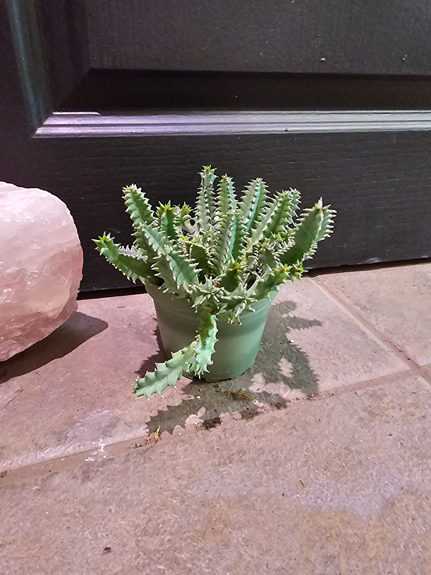 LifeSaver Cactus