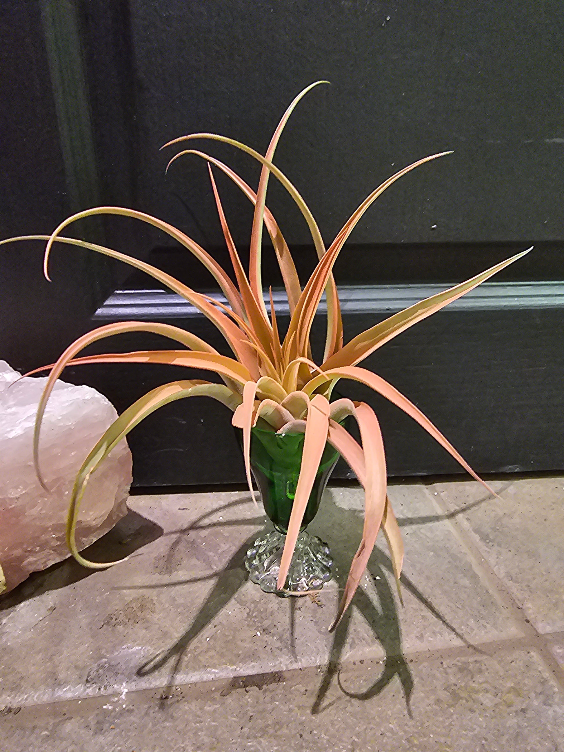 capitata peach air plant care Air Plant