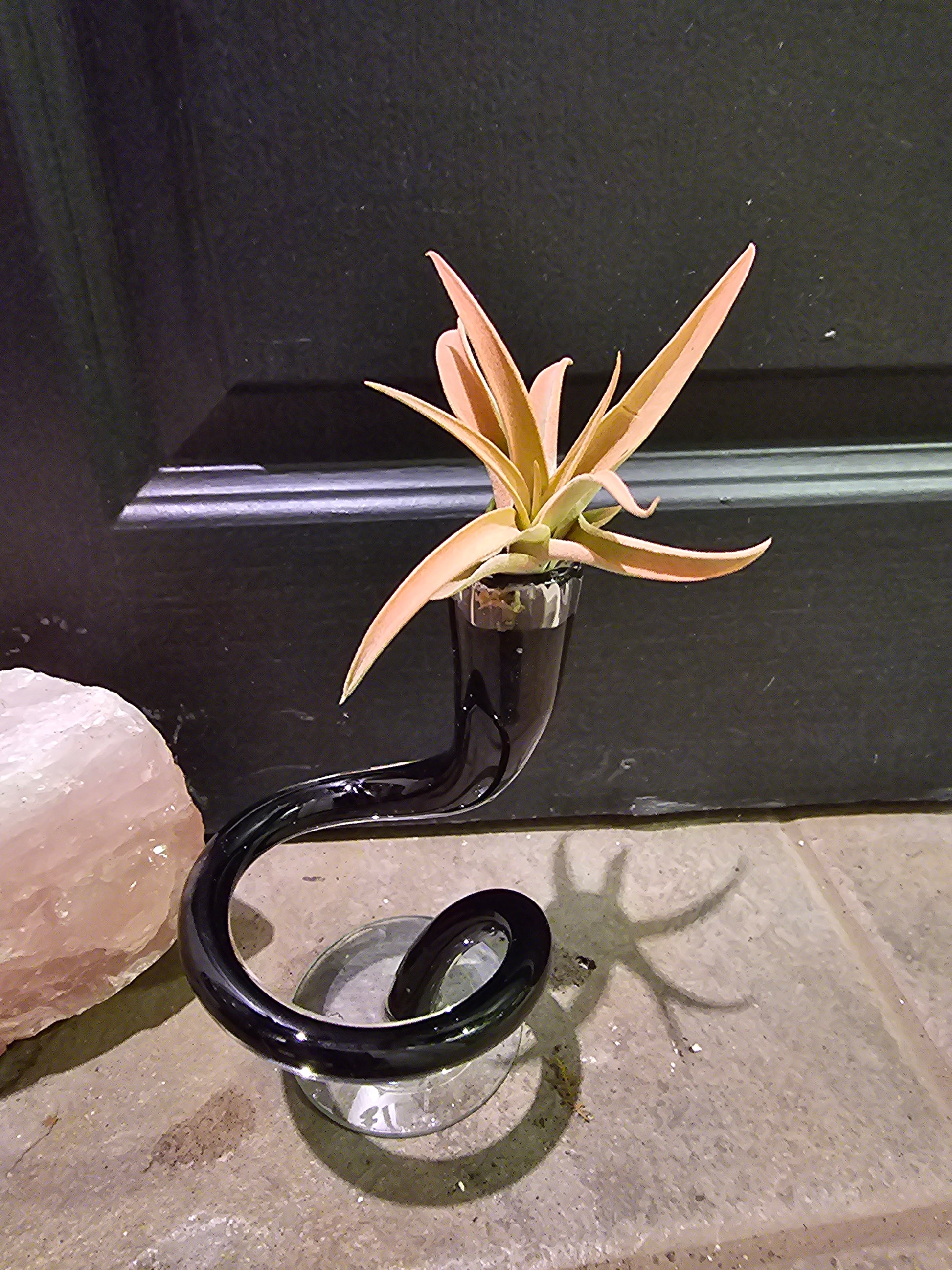 peach air plant Air Plant
