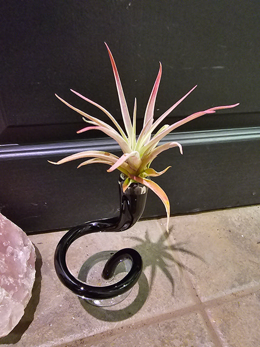 Air Plant - Tillandsia Hondurensis