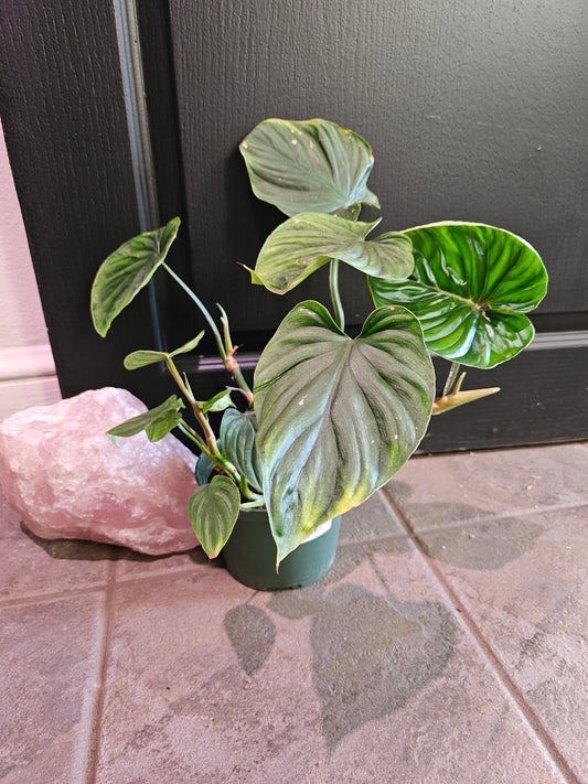 Philodendron Plowmanii