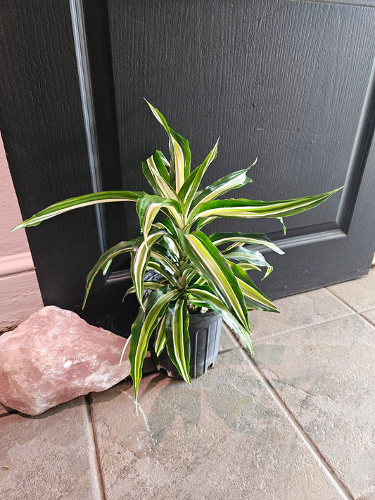 Dracaena 'White Jewel'