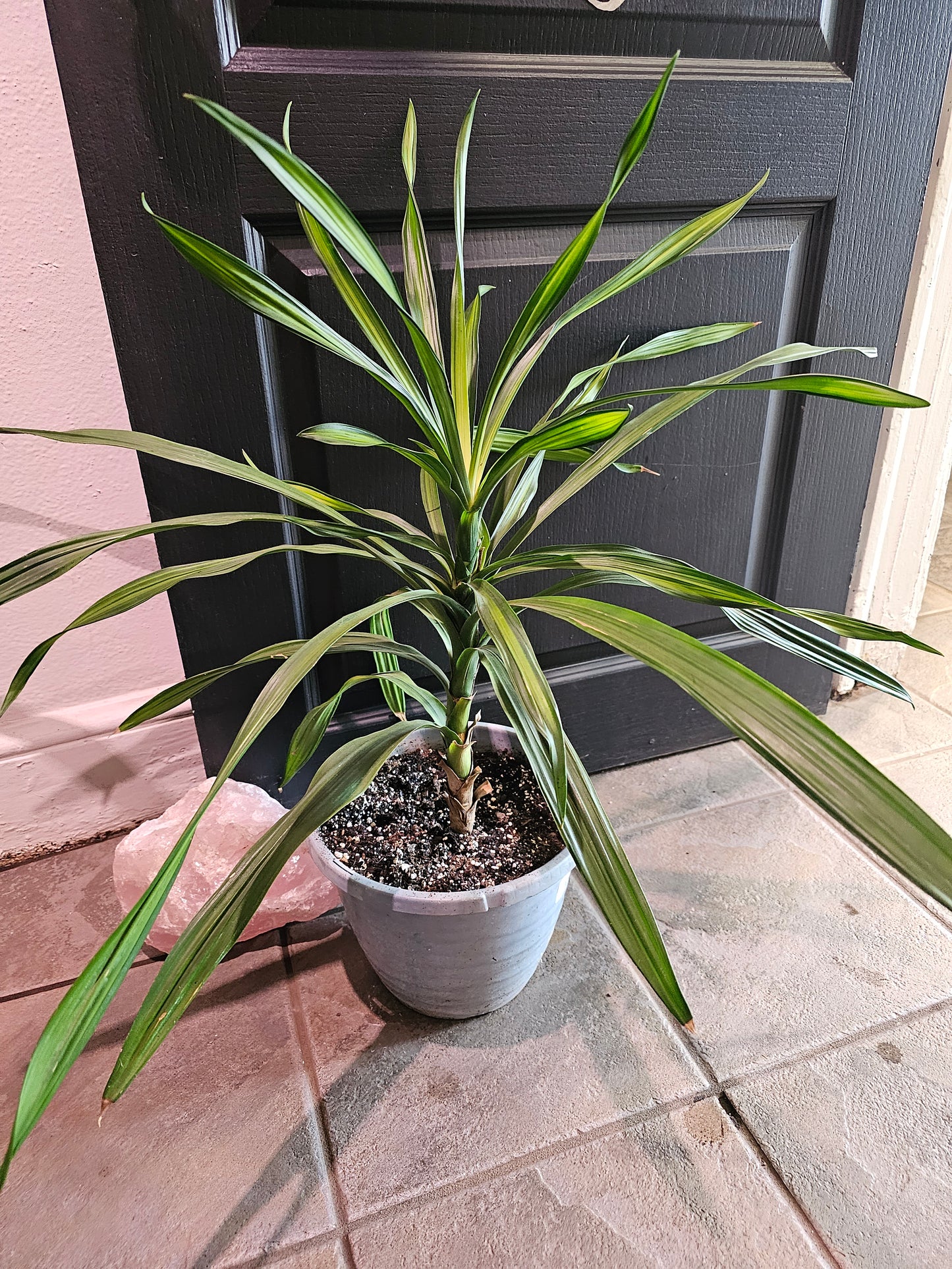 Song Of Jamaica Dracaena