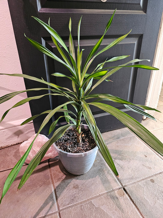 Song Of Jamaica Dracaena