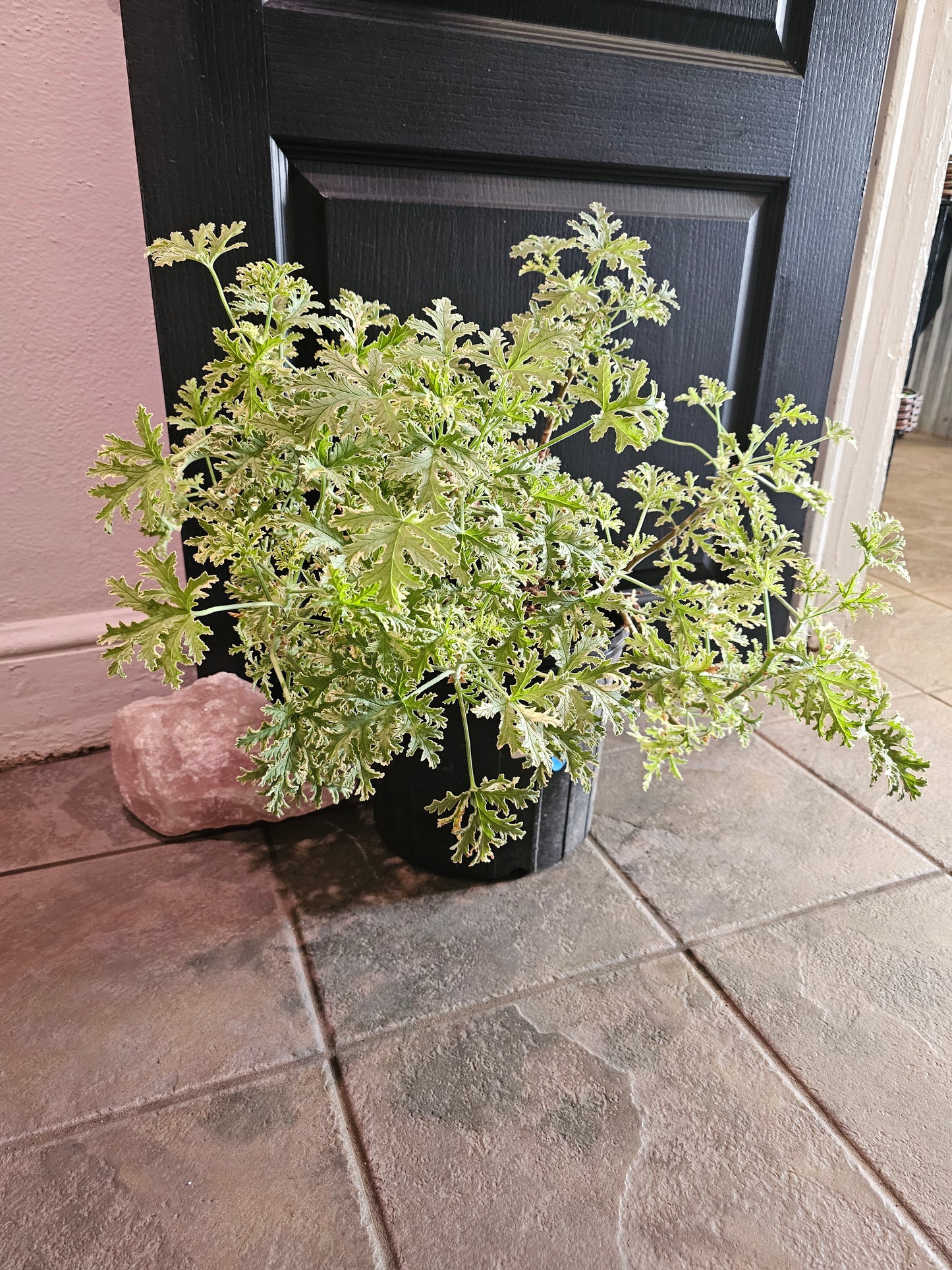 Pelargonium Crispum 'Geranium'