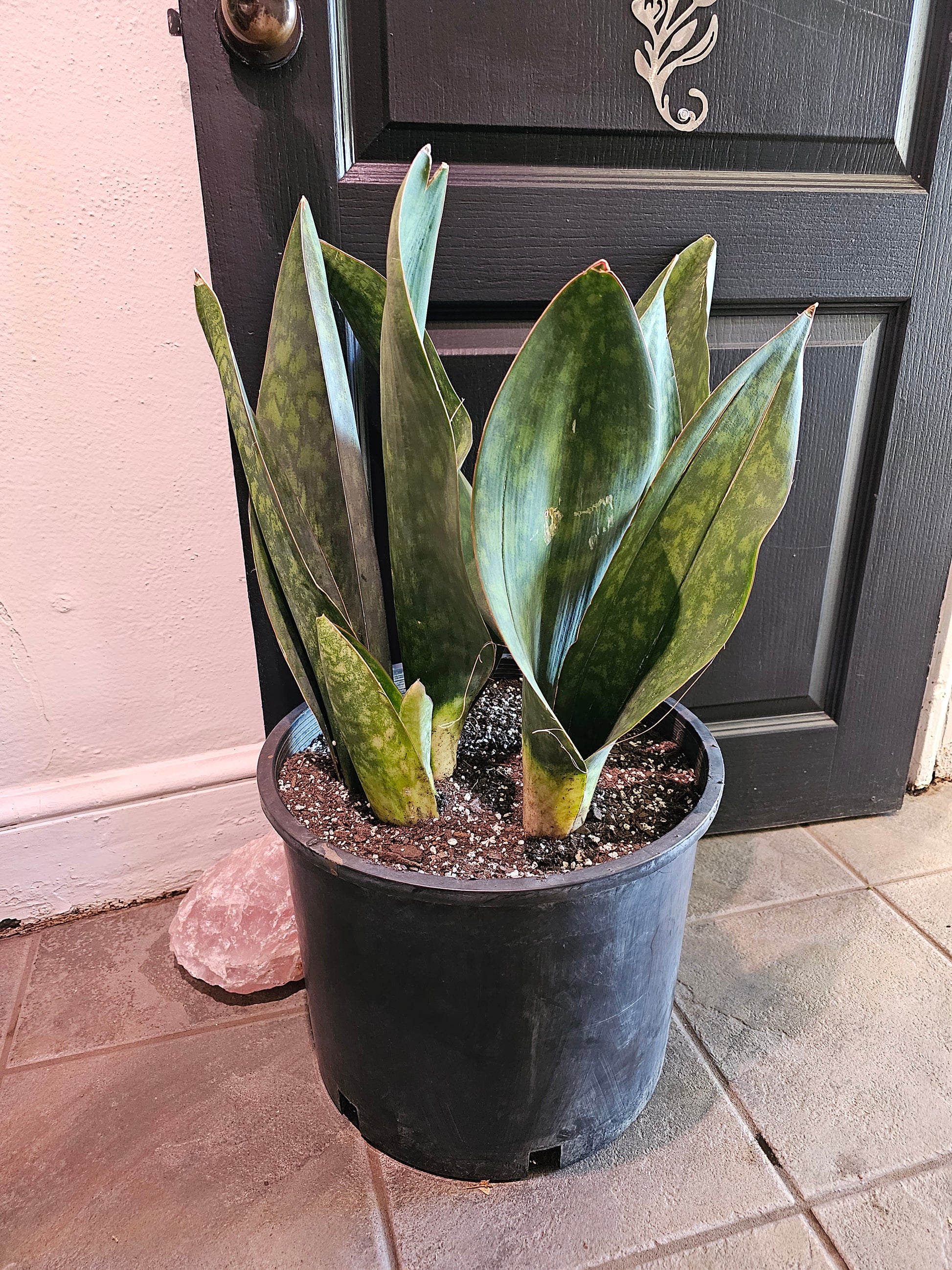 sansevieria victoria Sansevieria Victoria Whale Fin – Chlorophyll