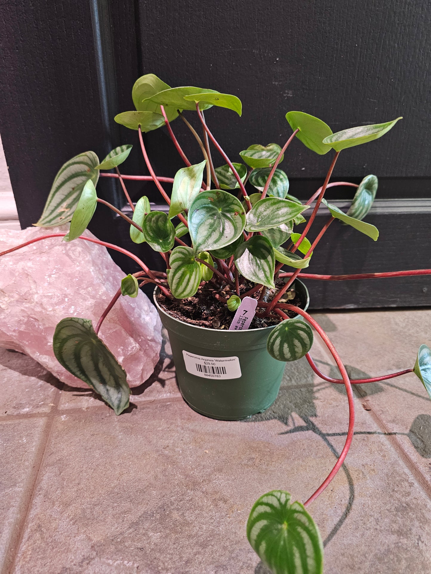 Peperomia Argyreia 'Watermelon'