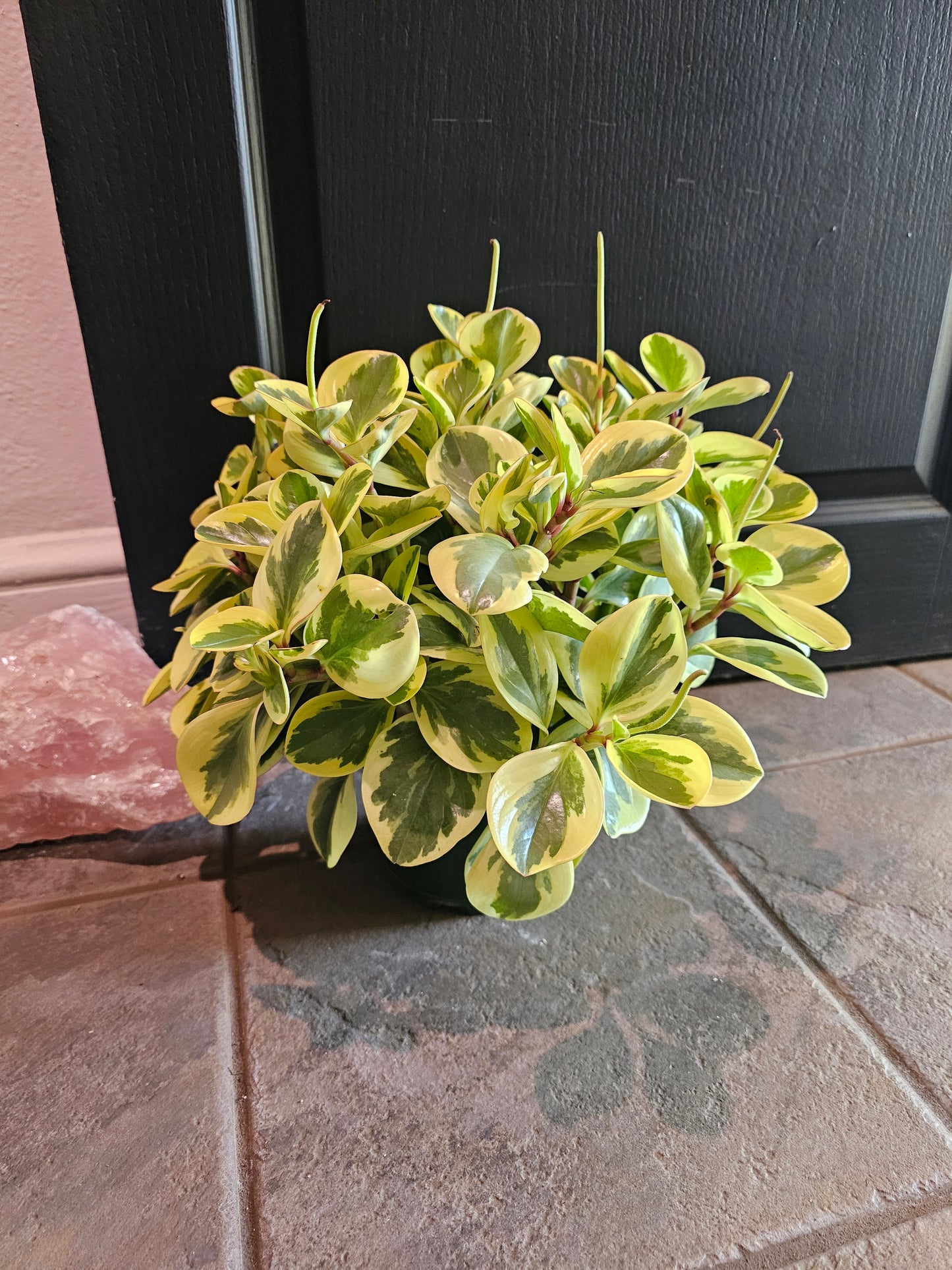 Peperomia Obtusifolia 'Golden Gate'