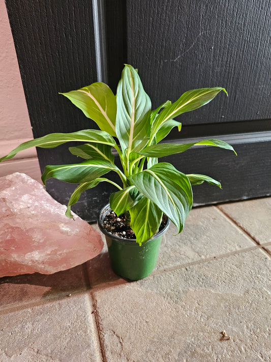 Dieffenbachia 'Green Magic'