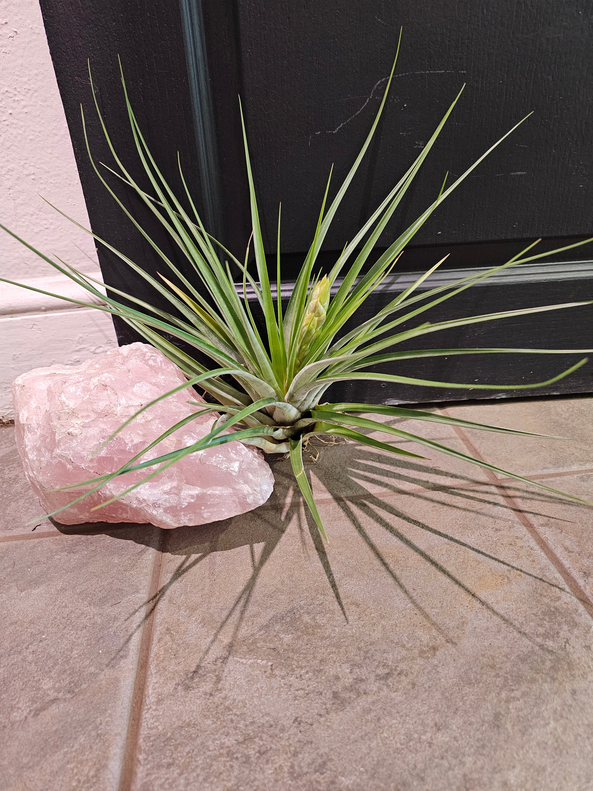 fasciculata tropiflora air plant Air Plant